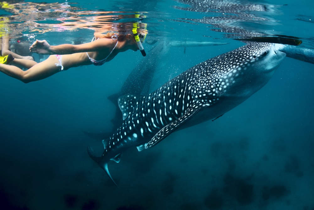 Cebu Tourism - Whale Shark Watching - BPOseats.com
